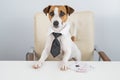 Jack russell terrier dog with glasses and tie plays poker. Addiction to gambling card games. Royalty Free Stock Photo