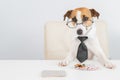 Jack russell terrier dog with glasses and tie plays poker. Addiction to gambling card games. Royalty Free Stock Photo