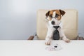 Jack russell terrier dog with glasses and tie plays poker. Addiction to gambling card games. Royalty Free Stock Photo