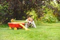 Funny dog stealing corn ear from fresh harvest