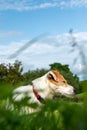 A Jack Russell terrier dog in a green field looking to its left. Royalty Free Stock Photo