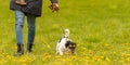 Jack Russell Terrier. Dog handler is walking with his obedient dog in spring in a green meadow with yellow shining dandelion Royalty Free Stock Photo