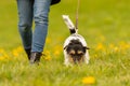 Jack Russell Terrier. Dog handler is walking with his obedient dog in spring in a green meadow with yellow shining dandelion Royalty Free Stock Photo