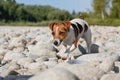 Jack Russell terrier dog, her fur wet from swimming in river, walks on round stones on sunny day, blurred trees background Royalty Free Stock Photo