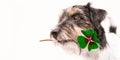 Jack Russell Terrier dog is holding a four-leaf clover lucky charm Royalty Free Stock Photo