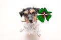 Jack Russell Terrier dog is holding a four-leaf clover lucky charm and looking up Royalty Free Stock Photo