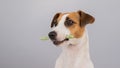 Jack Russell Terrier dog holding a rawhide toothpick in his teeth. Royalty Free Stock Photo