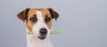 Jack Russell Terrier dog holding a rawhide toothpick in his teeth. Royalty Free Stock Photo