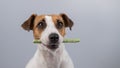 Jack Russell Terrier dog holding a rawhide toothpick in his teeth. Royalty Free Stock Photo