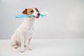 Jack russell terrier dog holds a blue toilet brush in his mouth. Plumbing cleaner