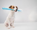 Jack russell terrier dog holds a blue toilet brush in his mouth. Plumbing cleaner