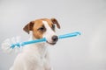 Jack russell terrier dog holds a blue toilet brush in his mouth. Plumbing cleaner