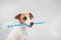 Jack russell terrier dog holds a blue toilet brush in his mouth. Plumbing cleaner