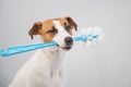 Jack russell terrier dog holds a blue toilet brush in his mouth. Plumbing cleaner Royalty Free Stock Photo