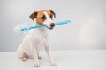 Jack russell terrier dog holds a blue toilet brush in his mouth. Plumbing cleaner