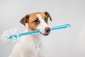 Jack russell terrier dog holds a blue toilet brush in his mouth. Plumbing cleaner