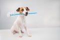 Jack russell terrier dog holds a blue toilet brush in his mouth. Plumbing cleaner