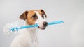 Jack russell terrier dog holds a blue toilet brush in his mouth. Plumbing cleaner