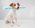 Jack russell terrier dog holds a blue toilet brush in his mouth. Plumbing cleaner