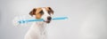 Jack russell terrier dog holds a blue toilet brush in his mouth. Plumbing cleaner. Widescreen.