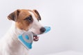 Jack russell terrier dog holds a furminator in his mouth on a white background. Copy space Royalty Free Stock Photo