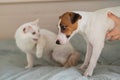 Jack russell terrier dog and irritated white cat on the bed. Royalty Free Stock Photo
