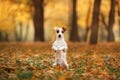 Jack Russell Terrier dog with leaves. gold and red color, walk in the park Royalty Free Stock Photo