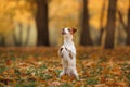 Jack Russell Terrier dog with leaves. gold and red color, walk in the park Royalty Free Stock Photo