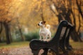 Jack Russell Terrier dog with leaves. gold and red color, walk in the park Royalty Free Stock Photo