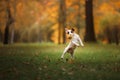 Jack Russell Terrier dog with leaves. gold and red color, walk in the park Royalty Free Stock Photo