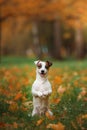 Jack Russell Terrier dog with leaves. gold and red color, walk in the park Royalty Free Stock Photo