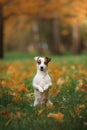 Jack Russell Terrier dog with leaves. gold and red color, walk in the park Royalty Free Stock Photo