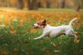 Jack Russell Terrier dog with leaves. gold and red color, walk in the park Royalty Free Stock Photo