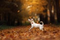 Jack Russell Terrier dog with leaves. gold and red color, walk in the park Royalty Free Stock Photo