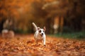 Jack Russell Terrier dog with leaves. gold and red color, walk in the park Royalty Free Stock Photo