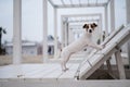 Jack Russell Terrier dog lies on a wooden deck chair on the beach. Royalty Free Stock Photo