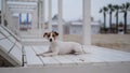 Jack Russell Terrier dog lies on a wooden deck chair on the beach. Royalty Free Stock Photo