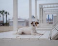 Jack Russell Terrier dog lies on a wooden deck chair on the beach. Royalty Free Stock Photo