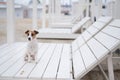 Jack Russell Terrier dog lies on a wooden deck chair on the beach. Royalty Free Stock Photo