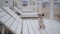 Jack Russell Terrier dog lies on a wooden deck chair on the beach. Royalty Free Stock Photo