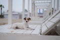 Jack Russell Terrier dog lies on a wooden deck chair on the beach. Royalty Free Stock Photo