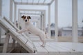 Jack Russell Terrier dog lies on a wooden deck chair on the beach. Royalty Free Stock Photo