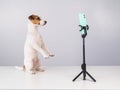 Jack Russell Terrier dog live streaming on smartphone. Royalty Free Stock Photo