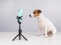 Jack Russell Terrier dog live streaming on smartphone. Royalty Free Stock Photo