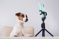Jack Russell Terrier dog live streaming on smartphone. Royalty Free Stock Photo