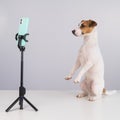 Jack Russell Terrier dog live streaming on smartphone. Royalty Free Stock Photo