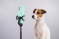 Jack Russell Terrier dog live streaming on smartphone. Royalty Free Stock Photo