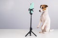 Jack Russell Terrier dog live streaming on smartphone. Royalty Free Stock Photo