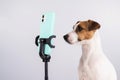 Jack Russell Terrier dog live streaming on smartphone. Royalty Free Stock Photo