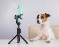Jack Russell Terrier dog live streaming on smartphone. Royalty Free Stock Photo